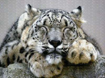 tigre - Безплатен анимиран GIF