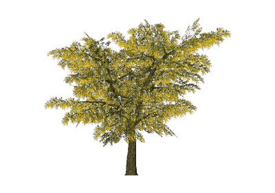 albero - PNG gratuit