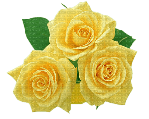 Yellow roses - zadarmo png