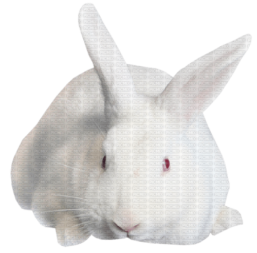 gala animals rabbit - 免费PNG