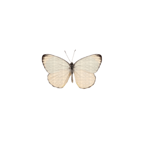 Butterfly - δωρεάν png