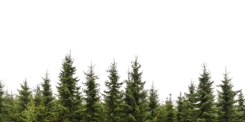 Forest - ingyenes png