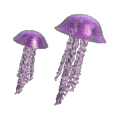 jellyfish - 免费动画 GIF