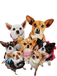 Beverly hills chihuahua - PNG gratuit