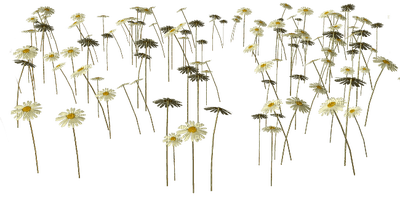 flowers anastasia - png ฟรี