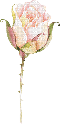 rose rose.Cheyenne63 - gratis png