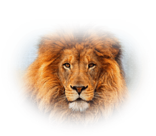 lion - zdarma png