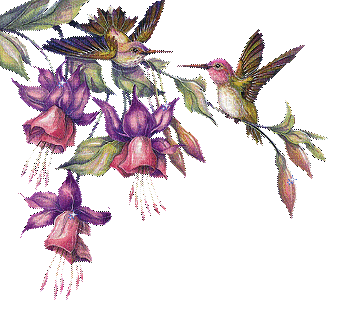hummingbird - Δωρεάν κινούμενο GIF