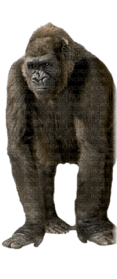 Kaz_Creations Gorilla - darmowe png