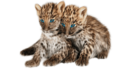 Kaz_Creations Animals Animal - besplatni png