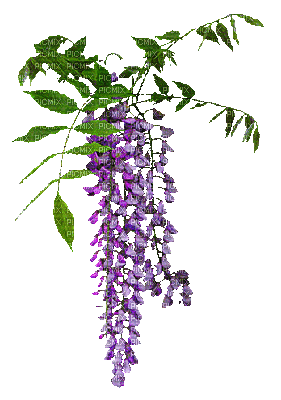 flores glicinia gif dubravka4 - Free animated GIF