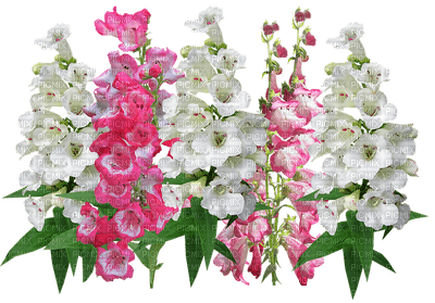 kukka flower fleur - besplatni png