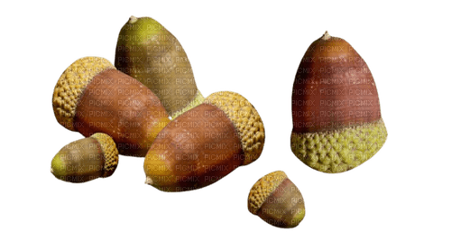 acorns - bezmaksas png