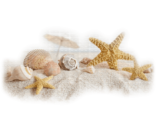 Strand, Muscheln, Seesterne - Free PNG