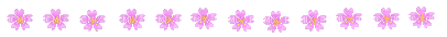 pink sakura flower divider - GIF animate gratis