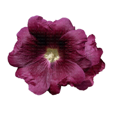 Flowers burgundy bp - besplatni png