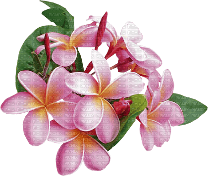 Flowers.Pink.Yellow - δωρεάν png