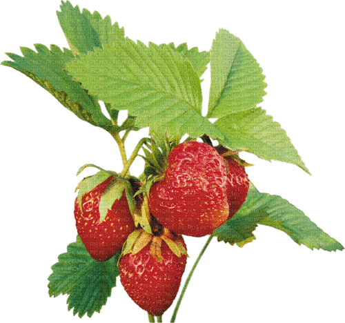 strawberry by nataliplus - png ฟรี