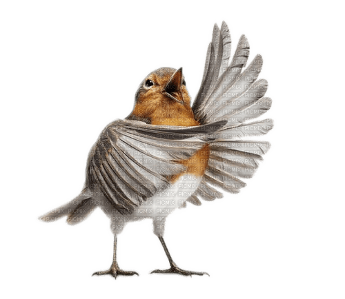 Vogel, Rotkelchen - Free PNG