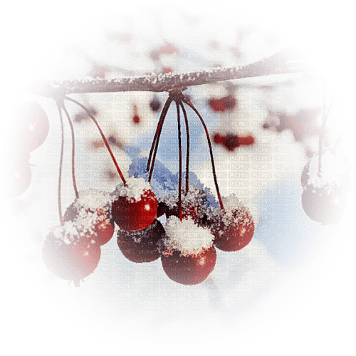 Winter Berry - Free PNG