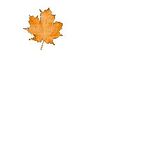 Jesienny liść - 免费动画 GIF