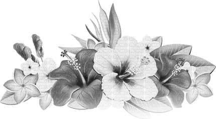 soave deco summer tropical flowers black white - PNG gratuit
