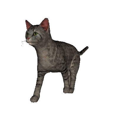 Kaz_Creations Animated Cat - Bezmaksas animēts GIF
