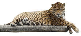 Kaz_Creations Leopard - Free PNG