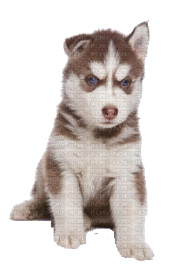 Siberian Husky - Бесплатный анимированный гифка