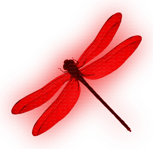 Dragonfly.Red - png ฟรี