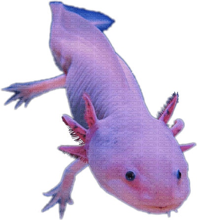 Axolotls - Free PNG