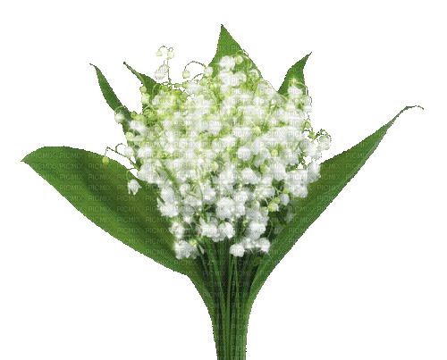 Lily of the valley. Animated. Flower. Leila - GIF เคลื่อนไหวฟรี