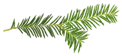 kuusen oksa, spruce branch - zadarmo png