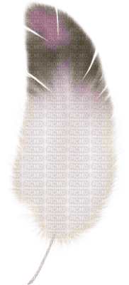 plume ( - 免费PNG