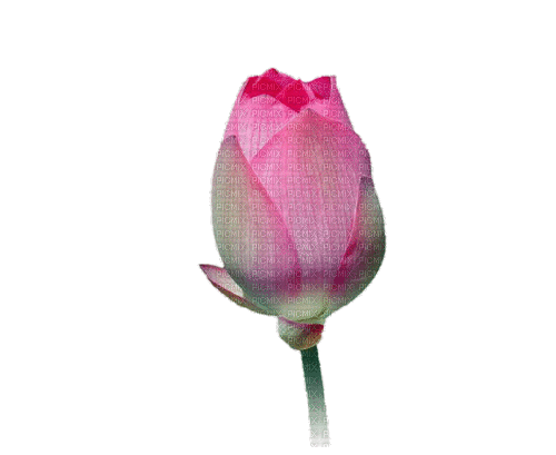 Lotus Flower with Buddha - GIF animé gratuit