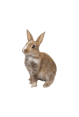 Hare - PNG gratuit