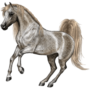 Horse - δωρεάν png