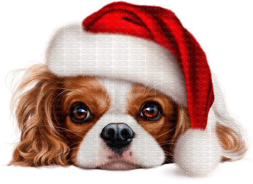 christmas dog by nataliplus - zadarmo png