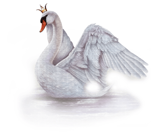 Y.A.M._Birds swans - nemokama png