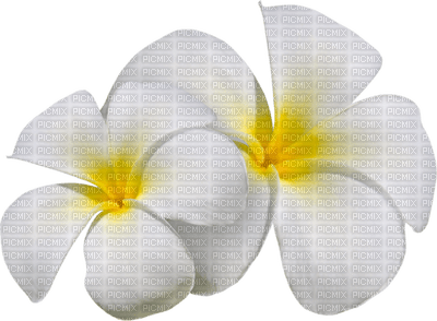 Kaz_Creations Deco Flowers  Colours - Free PNG