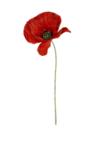 kikkapink red vintage deco scrap poppy flower - PNG gratuit