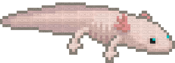 axolotl - Δωρεάν κινούμενο GIF