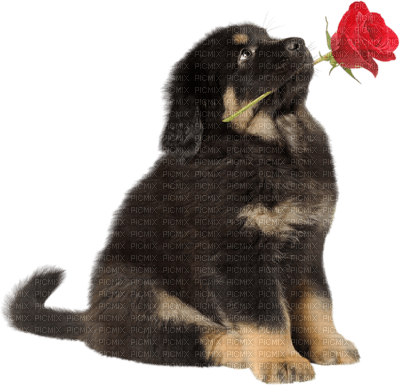 dog with flower bp - фрее пнг