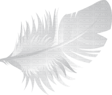 feathers anastasia - Free PNG