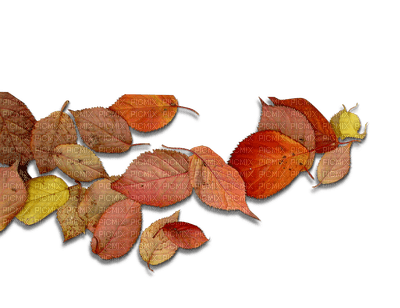 Autumn leaf - bezmaksas png