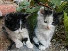chatons - png ฟรี