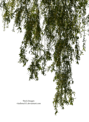 Plants.Willow branch.Victoriabea - PNG gratuit
