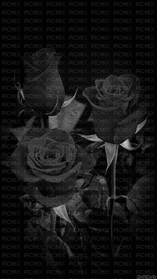zwarte roos - Darmowy animowany GIF