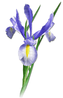 soave deco flowers iris purple  green - bezmaksas png