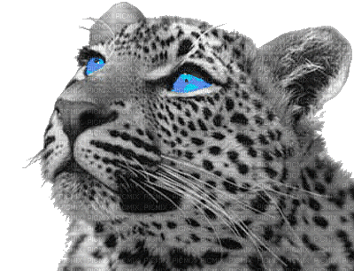 Leopard - GIF animasi gratis